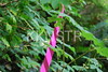 hongfed > LSCR photo