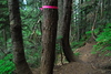 hongfed > Hollyburn #1 photo
