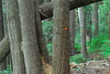 hongfed > Hollyburn #1 photo
