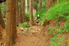 hongfed > Hollyburn #1 photo